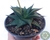 SUCULENTA HAWORTHIA LIMIFOLIA VAR. SPIRALIS POTE 11