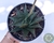 SUCULENTA HAWORTHIA LIMIFOLIA VAR. SPIRALIS POTE 11 - comprar online