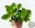 SUCULENTA PEPEROMIA OBTUSIFOLIA POTE 7 - comprar online