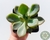 SUCULENTA GRAPTOPETALUM SUPREME POTE 7 - comprar online