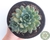 SUCULENTA ECHEVERIA RON EVANS POTE 11 - comprar online