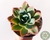 SUCULENTA ECHEVERIA LUELLA POTE 11 - comprar online