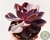 SUCULENTA ECHEVERIA PURPLE PEARL POTE 11 - comprar online