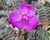 SUCULENTA TRADESCANTIA NAVICULARIS POTE 11