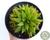 SUCULENTA HAWORTHIA RETUSA VAR. TURGIDA CAESPITOSA POTE 11 - comprar online