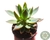 SUCULENTA GRAPTOVERIA WATER LYLY POTE 11