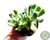 SUCULENTA SEDUM ALLANTOIDES POTE 11 - comprar online