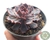 SUCULENTA ECHEVERIA SHAVIANA PINK POTE 11