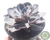 SUCULENTA ECHEVERIA BLUE FRILLS POTE 11