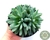 SUCULENTA ECHEVERIA WHITE LINE POTE 11 - comprar online