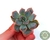 SUCULENTA ECHEVERIA ÓRION POTE 6/PLUG - Paraíso das Suculentas I As mais lindas suculentas para sua coleção!