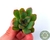 SUCULENTA ECHEVERIA PULIDONIS POTE 6/PLUG - comprar online