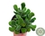 SUCULENTA COTYLEDON TOMENTOSA "PATINHA DE URSO" POTE 11 - comprar online