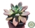 SUCULENTA GRAPTOVERIA OPALINA POTE 11