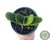 SUCULENTA GASTERIA LITTLE WARTY POTE 11 - comprar online