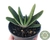 SUCULENTA GASTERIA LITTLE WARTY POTE 11