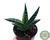 SUCULENTA ALOE VARIEGATA POTE 11 na internet