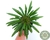 SUCULENTA PACHYPODIUM LAMEREI POTE 11 - comprar online