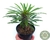 SUCULENTA PACHYPODIUM LAMEREI POTE 11