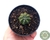 CACTO ASTROPHYTUM ASTERIAS POTE 7 - comprar online