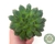 SUCULENTA ECHEVERIA FIONA X LILACINA POTE 11 - comprar online