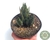 SUCULENTA HAWORTHIA COARCTATA X ATTENUATA POTE 11