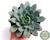 SUCULENTA ECHEVERIA HUMBERTO VILLA POTE 11 - comprar online