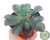 SUCULENTA ECHEVERIA BLUE WAVES POTE 11