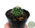 CACTO STENOCACTUS LLOYDII POTE 7 - comprar online