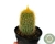 CACTO ERIOCACTUS LENINGHAUSII POTE 7