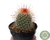 MAMMILLARIA SPINOSISSIMA POTE 7