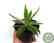 SUCULENTA AGAVE LEOPOLDII POTE 11 - comprar online