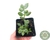 SUCULENTA COTYLEDON PENDENS POTE 7 - comprar online