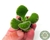 SUCULENTA COTYLEDON TOMENTOSA "PATINHA DE URSO" POTE 6/PLUG - comprar online