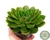 SUCULENTA ECHEVERIA GREEN ROSE POTE 11 na internet