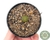 LITHOPS LESLIE V. ALBINICA POTE 07 - comprar online