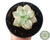 SUCULENTA GRAPTOPETALUM VICTOR KEANE VARIEGATA POTE 7 - comprar online