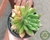 SUCULENTA ECHEVERIA FRIDA KAHLO POTE 11 - loja online