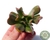 ECHEVERIA DARK VADER PLUG - comprar online