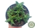 SUCULENTA FAUCARIA PAUCIDENS POTE 9 - comprar online