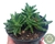 SUCULENTA FAUCARIA PAUCIDENS POTE 9