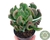 SUCULENTA ECHEVERIA DARK VADER POTE 11 - comprar online