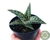 SUCULENTA ALOE VARIEGATA POTE 11