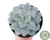 SUCULENTA GRAPTOVERIA MARGARET ROSE POTE 11 - comprar online