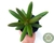 SUCULENTA PACHYPHYTUM VIRIDE POTE 11 - comprar online