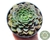 SUCULENTA ECHEVERIA ONSLOW POTE 11