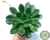 SUCULENTA ECHEVERIA GREEN LIGHT POTE 11 - comprar online