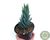 SUCULENTA HAWORTHIA GLAUCA POTE 11