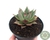 CÓD. 56E - ECHEVERIA AGAVOIDES CORDEROYII POTE 11