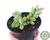 SUCULENTA COTYLEDON PENDENS POTE 11